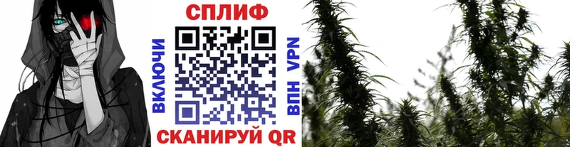 Канабис сатива MEGA маркетплейс Сосновый Бор